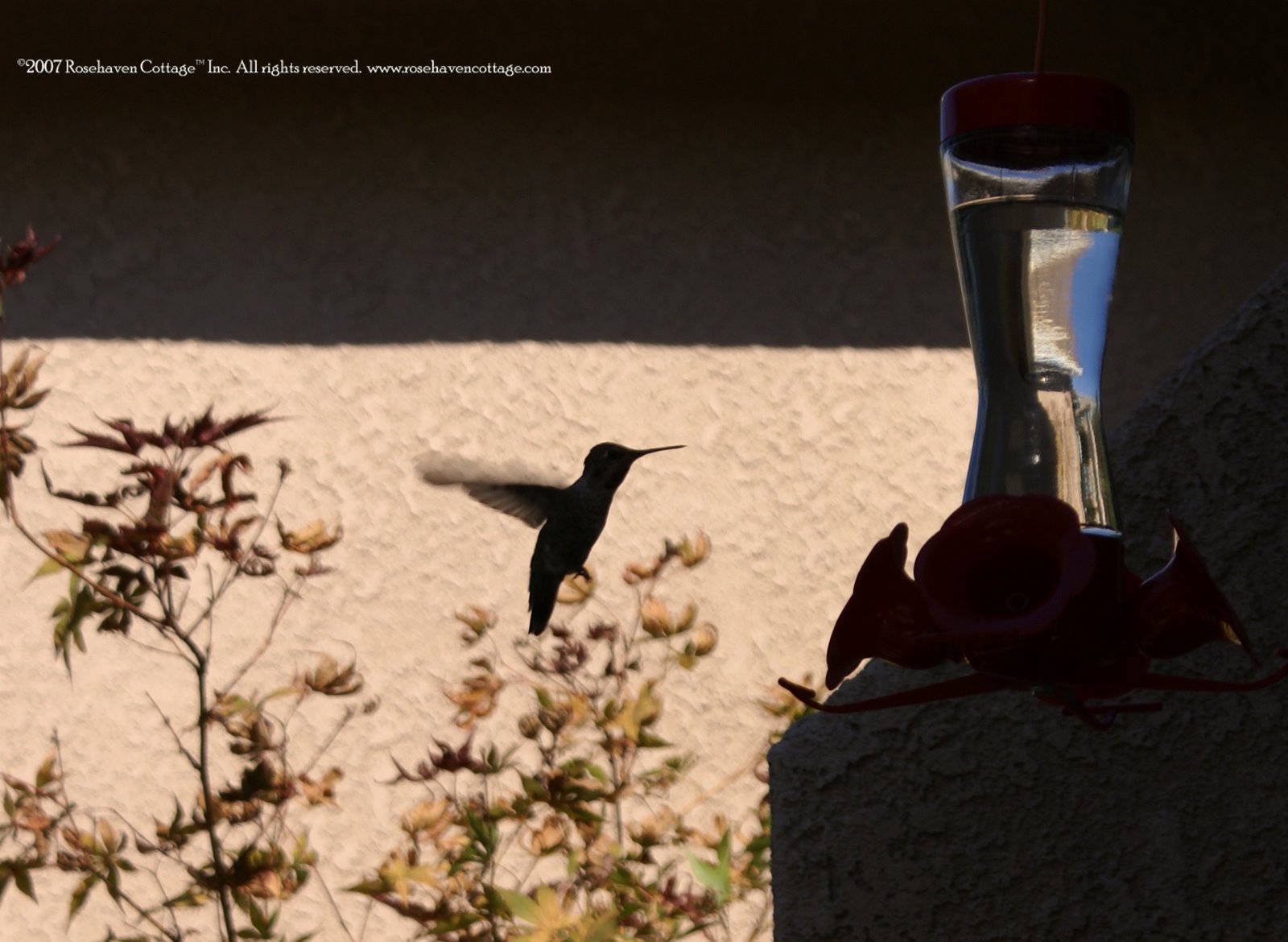 [Hummingbird+silhouette.jpg]