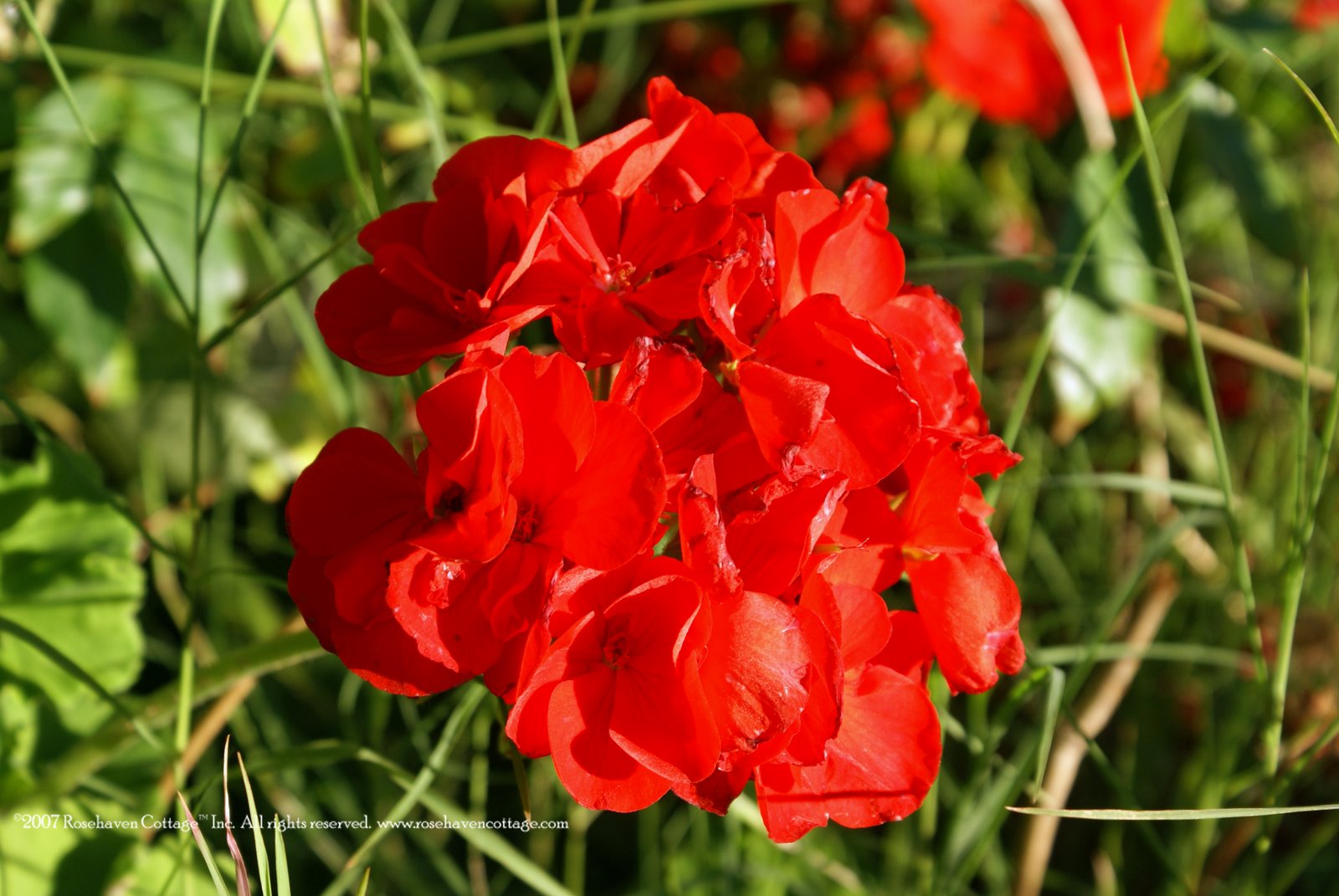 [Red+geranium.jpg]