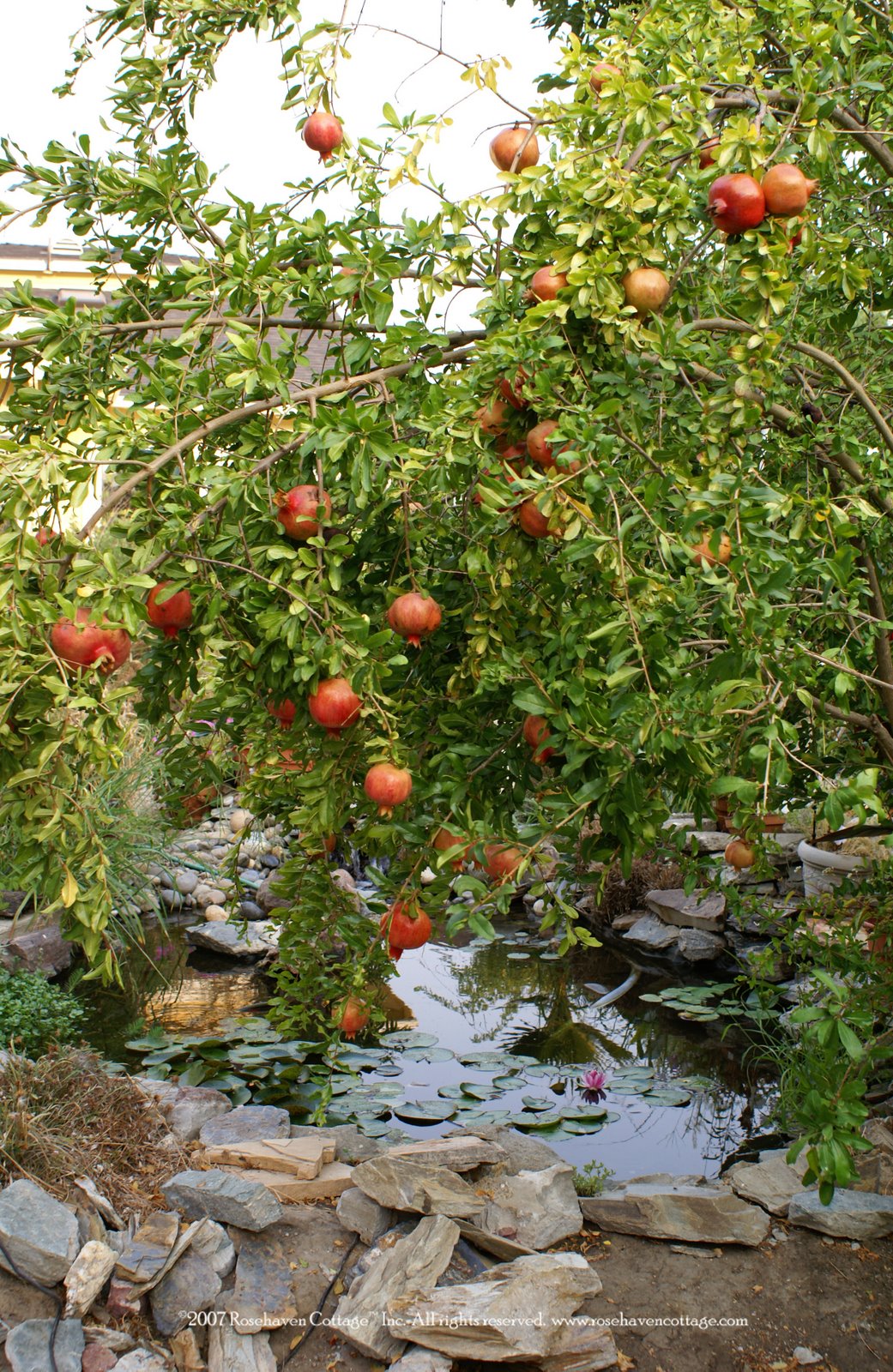 [Pomegranate+Bush.jpg]