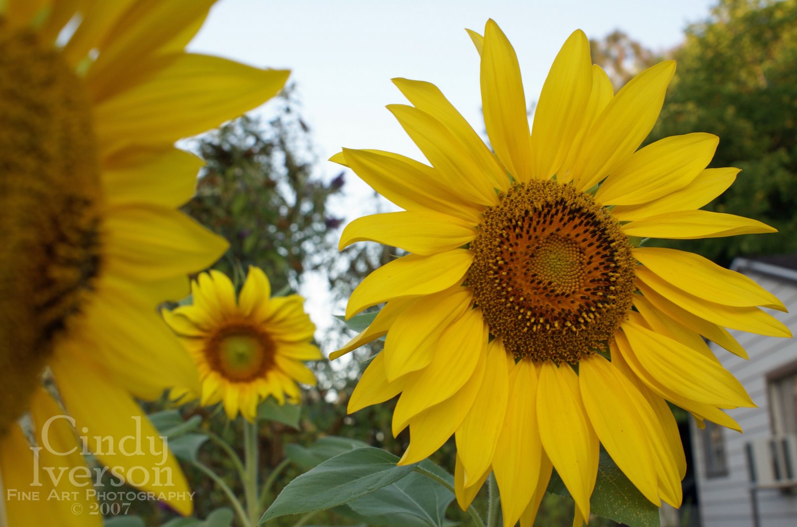 [Sunflower+trio.jpg]