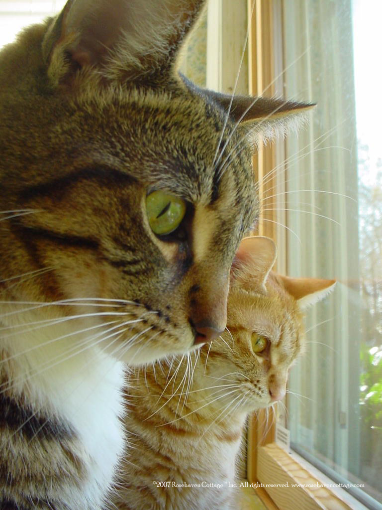 [Dexter+and+Dee+Dee+looking+out+window.jpg]