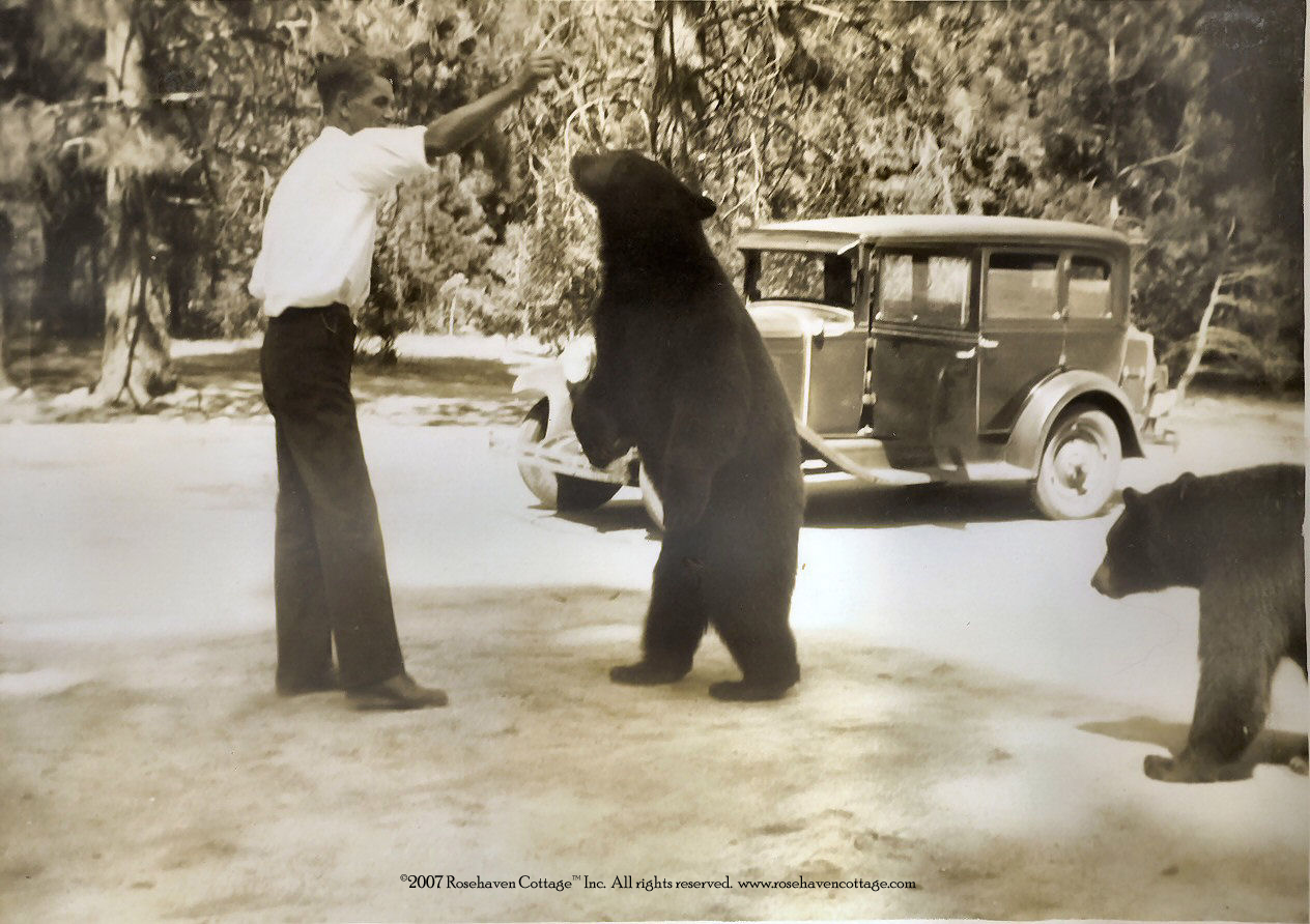 [0084+William+Munce+handfeeding+black+bears.jpg]