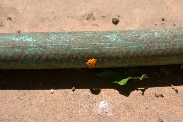 [Ladybug+on+hose.jpg]