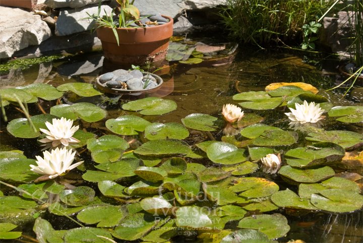[Water+lilies+in+pond.jpg]
