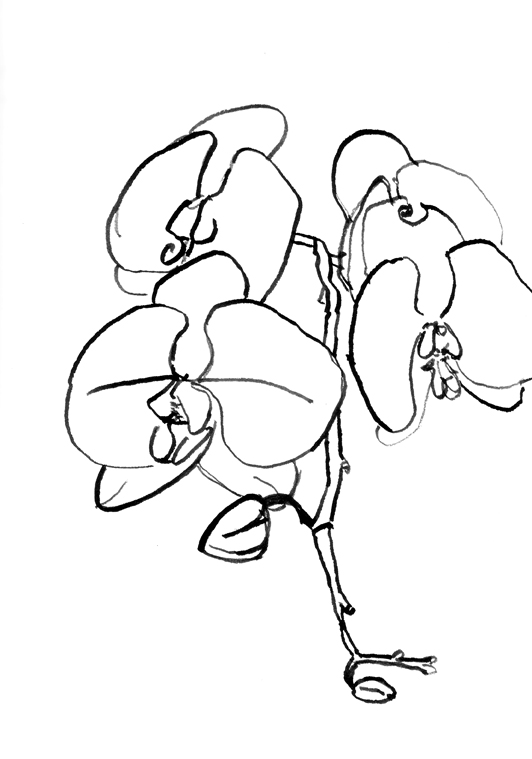 [Orchids-sml.jpg]