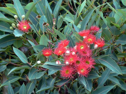 [Eucalyptus-ficifolia-bouquet.JPG]