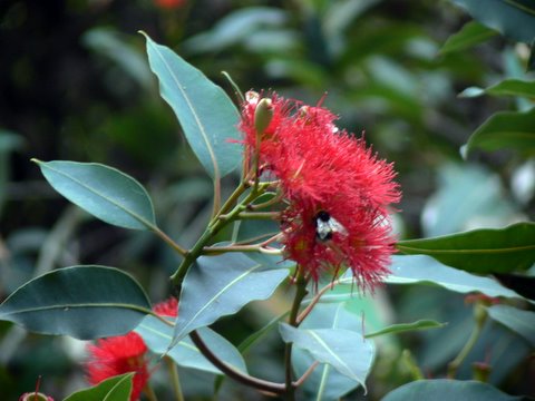 [Eucalyptus-ficifolia-abelha.JPG]