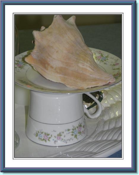 [shell+display+shell+on+teacup.jpg]