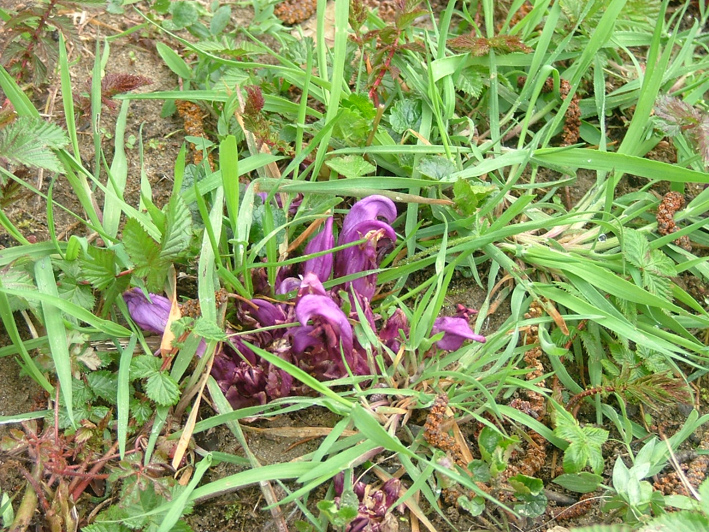 [purple+parasite+plant.jpg]