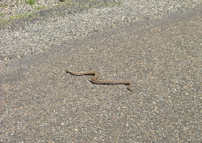 [snake+road.jpg]