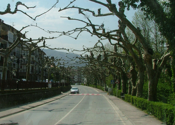 [tree+avenue+bridge.jpg]