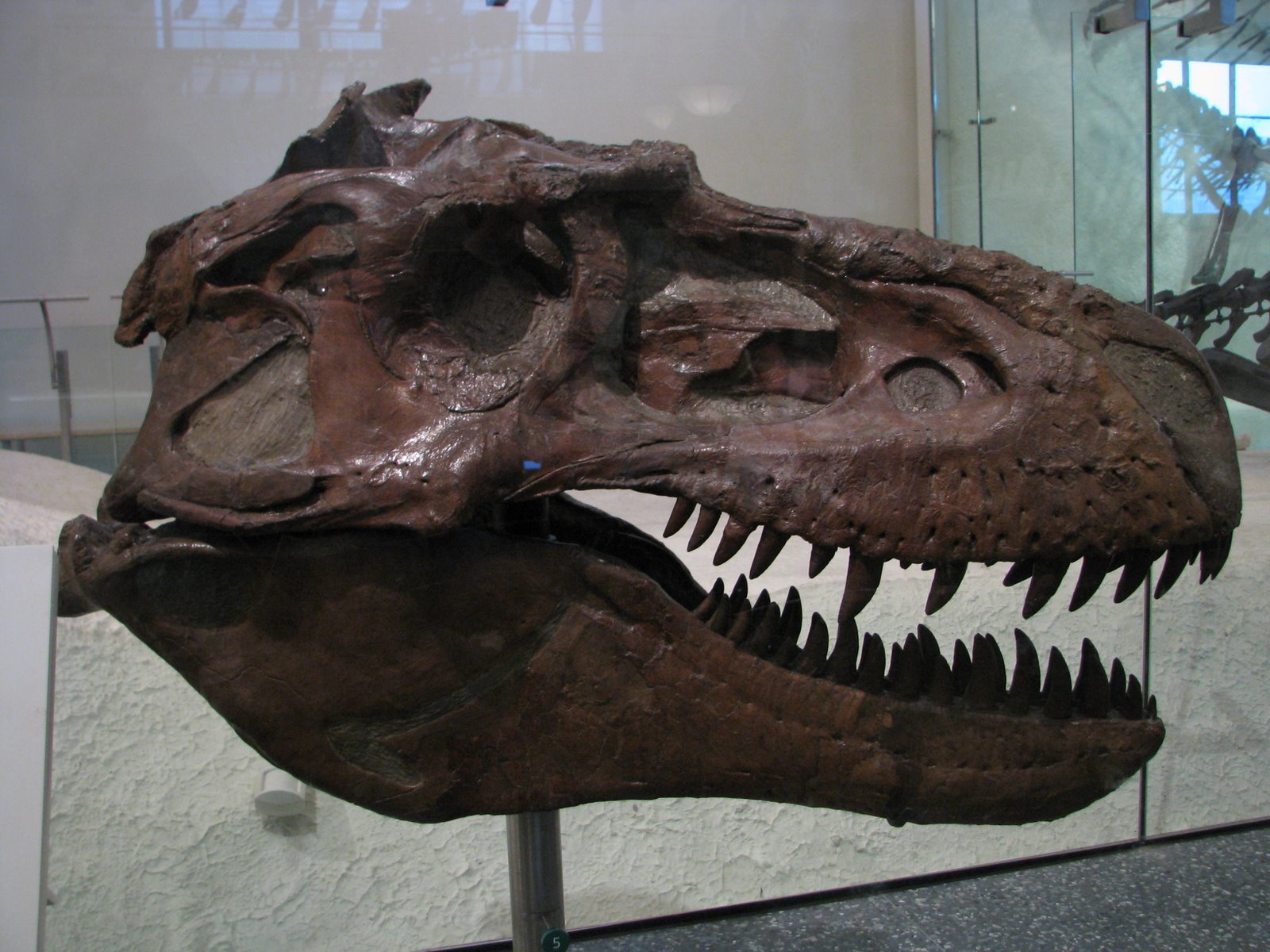 [Albertosaurus+AMNH.jpg]