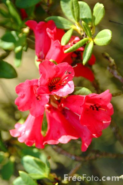 [15_05_72---Rhododendrons_web.jpg]