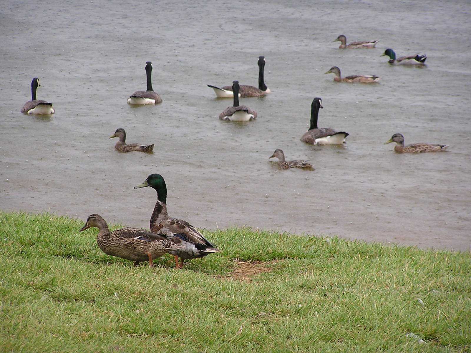 [ducks+in+rain.JPG]