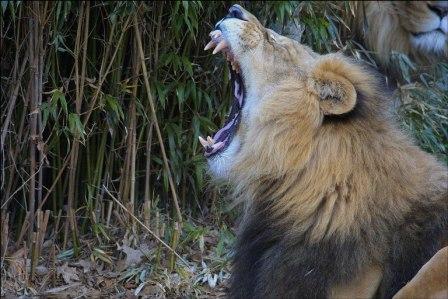 [lion-yawning.jpg]