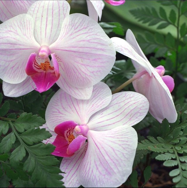 [hawaii_orchid_1.jpg]