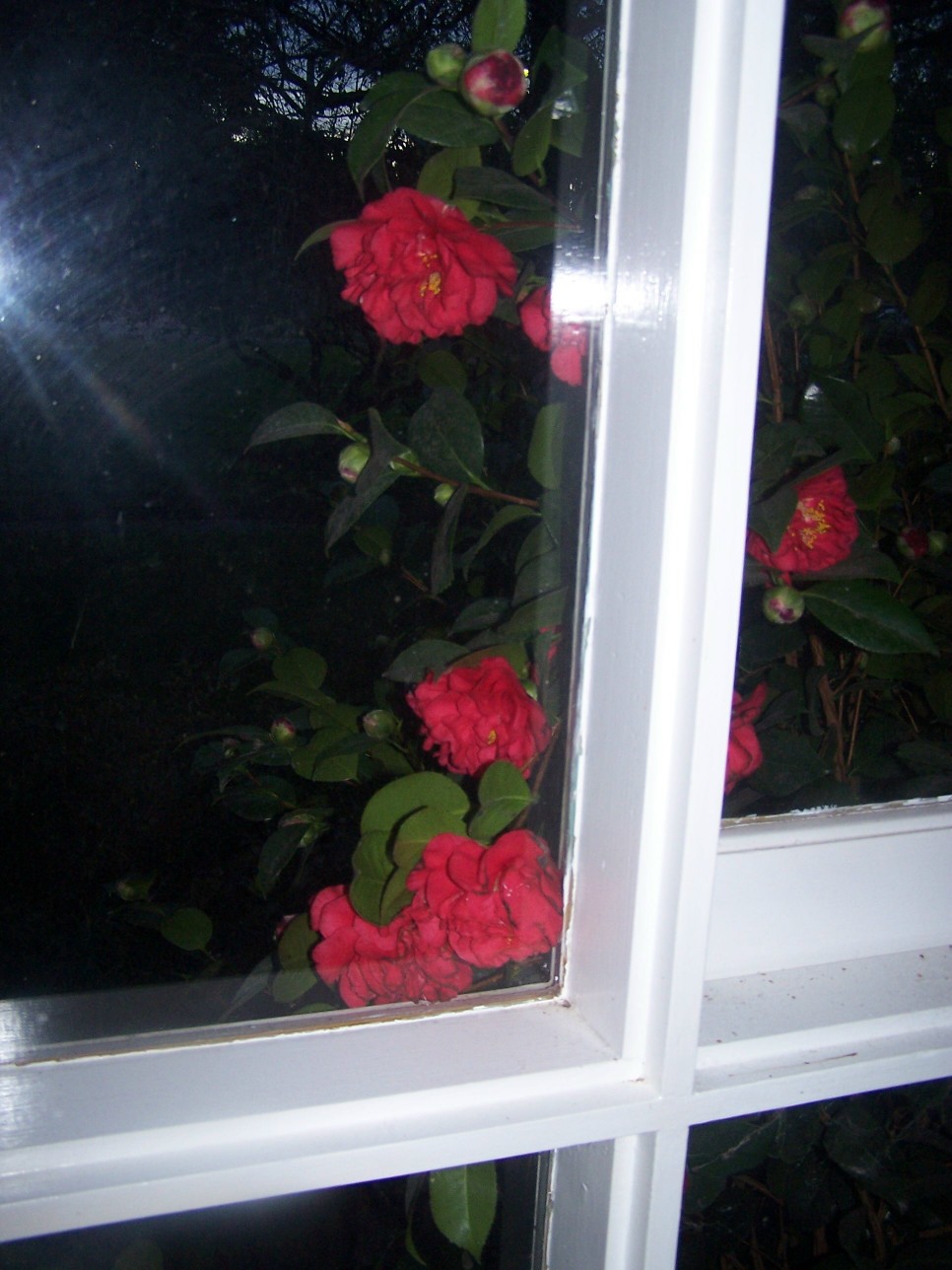 [Camellias+-+red+-+trying+to+get+in+2.jpg]