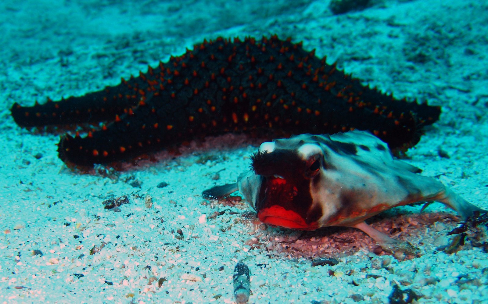 [Galapagos+Floreana+Diving+7-18-2007+11-46-25+AM+-+batfish+up+close.jpg]