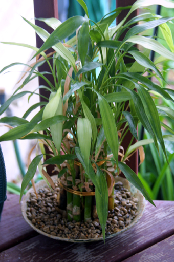 [Plants-Bamboo.jpg]