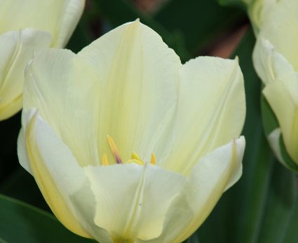 [Tulips+042508-001+Low+Res.jpg]