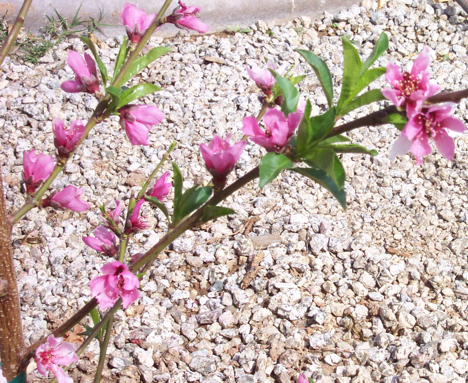 [nectarine+blossom2.jpg]