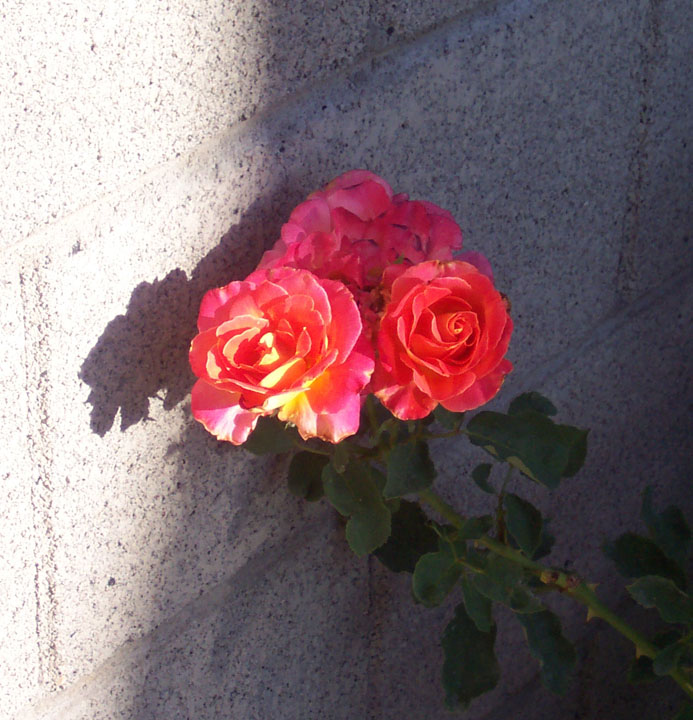 [roses_may08.jpg]