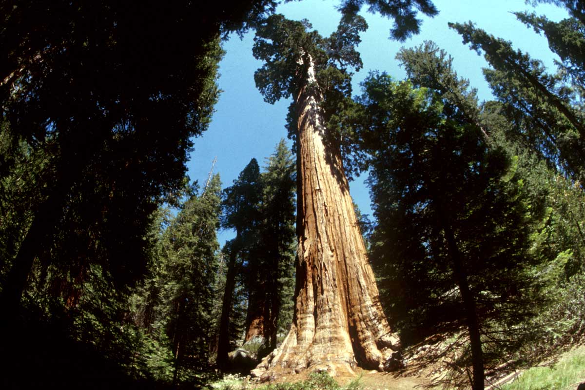 [sequoia-40.jpg]