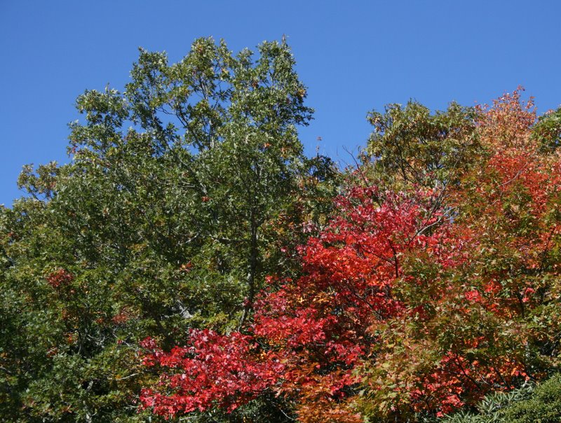 [lovely+fall+colors.JPG]