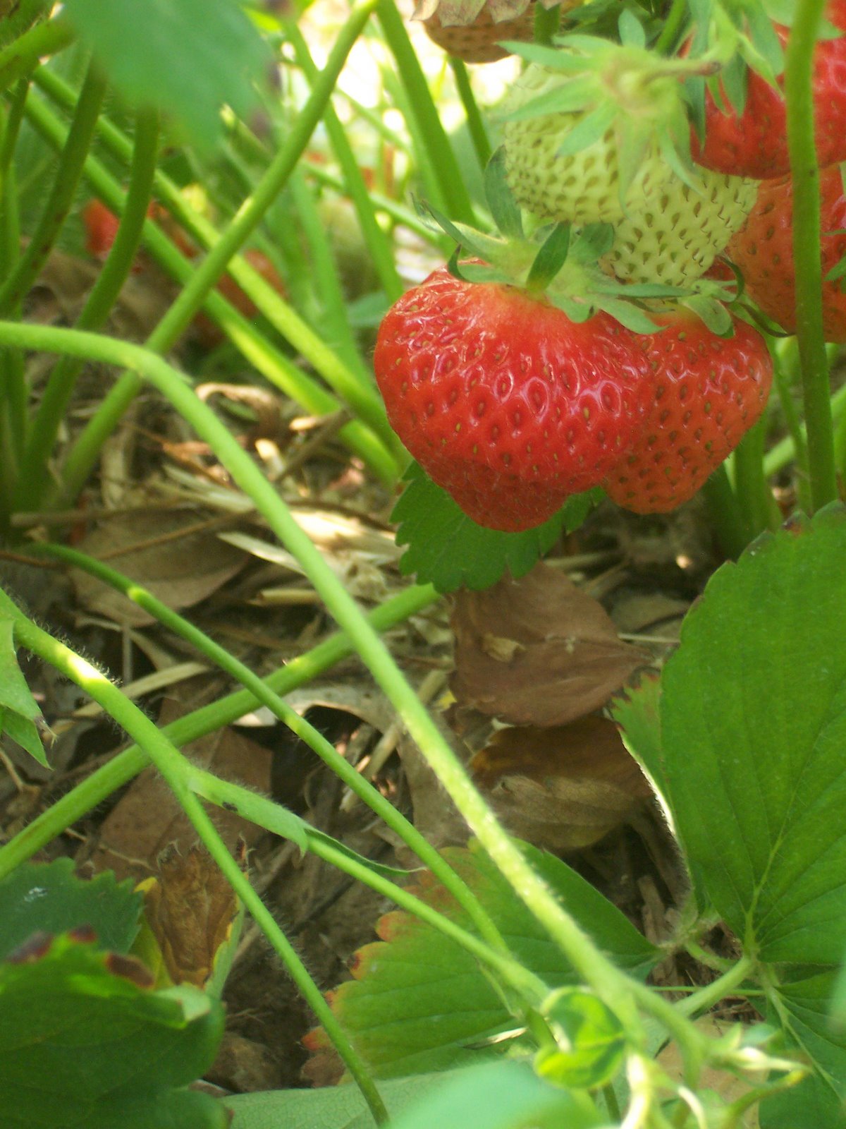 [strawberry4.jpg]