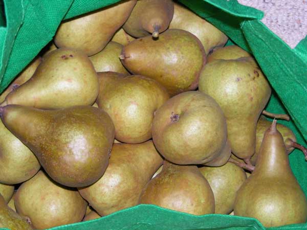 [bag-of-pears2.jpg]