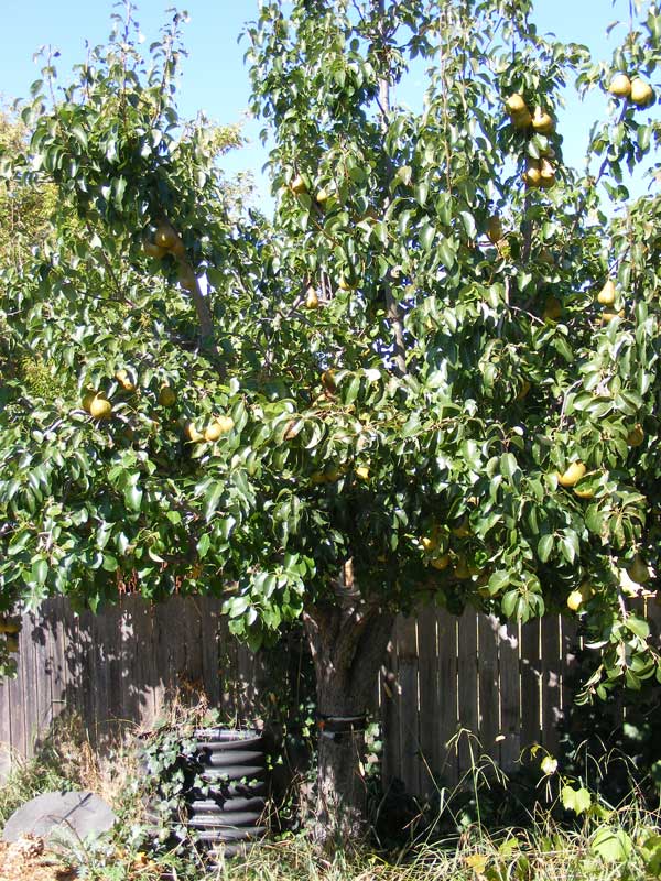 [pear-tree_200208.jpg]