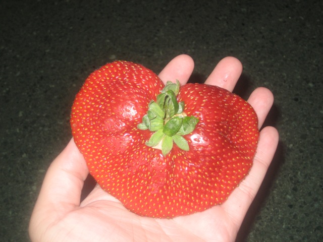 [Strawberry+2.JPG]