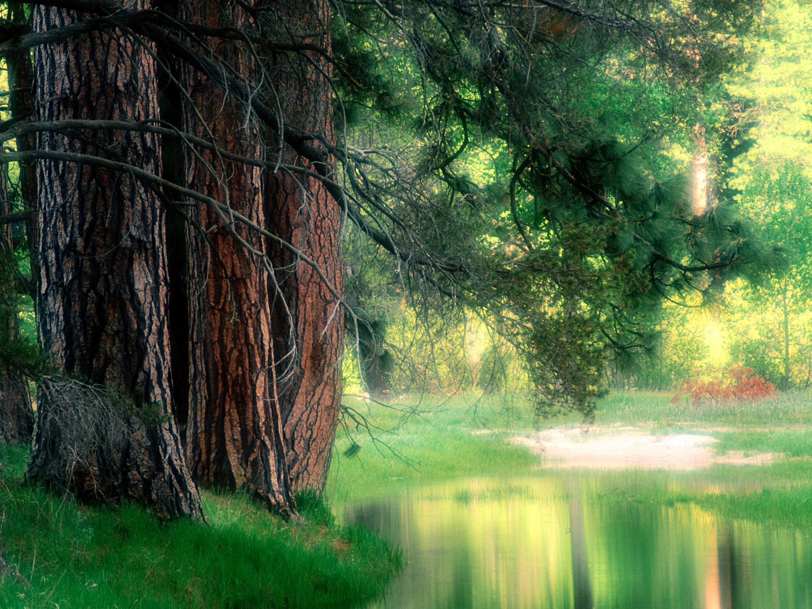 [Misty+Reflections,+Yosemite+National+Park,+California.jpg]