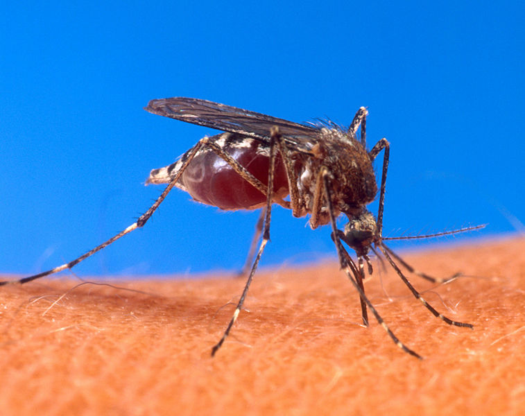 [757px-Aedes_aegypti_biting_human.jpg]