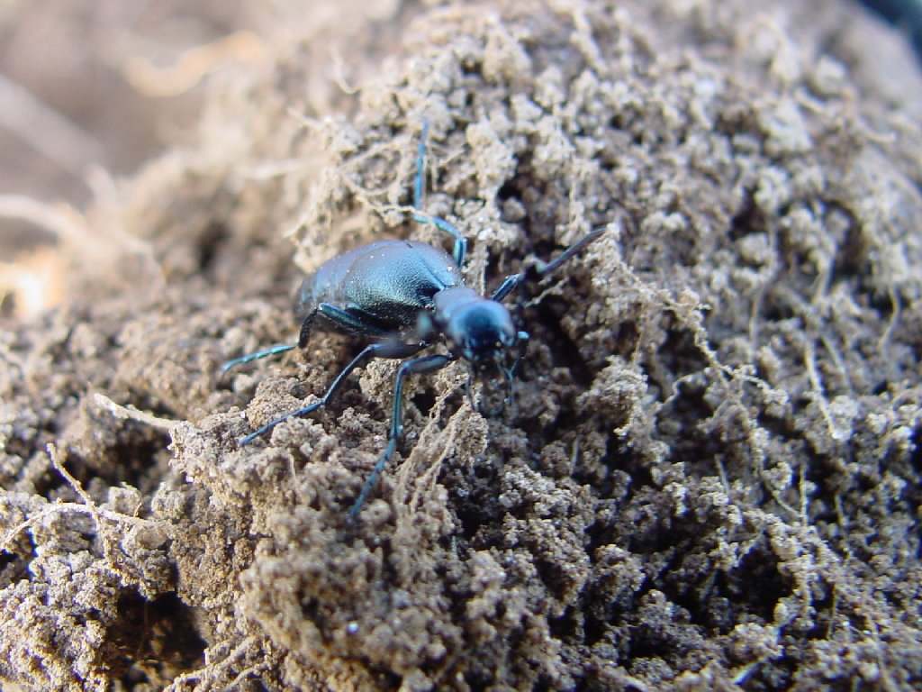 [blue_beetle.jpg]