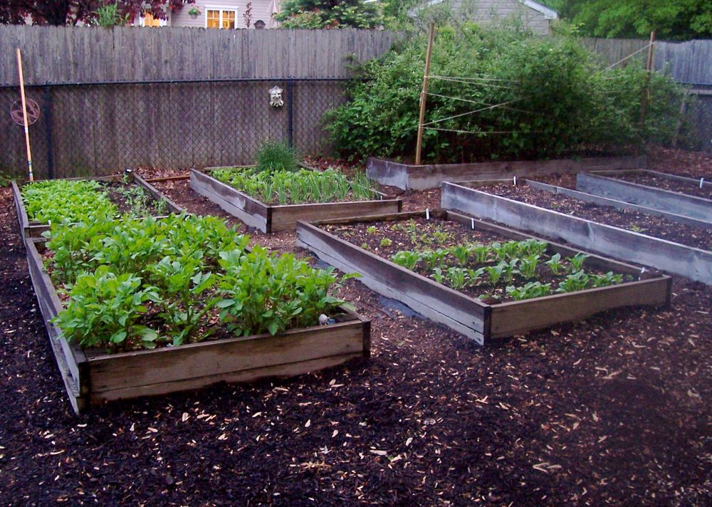 [vegetable-garden-2008.jpg]