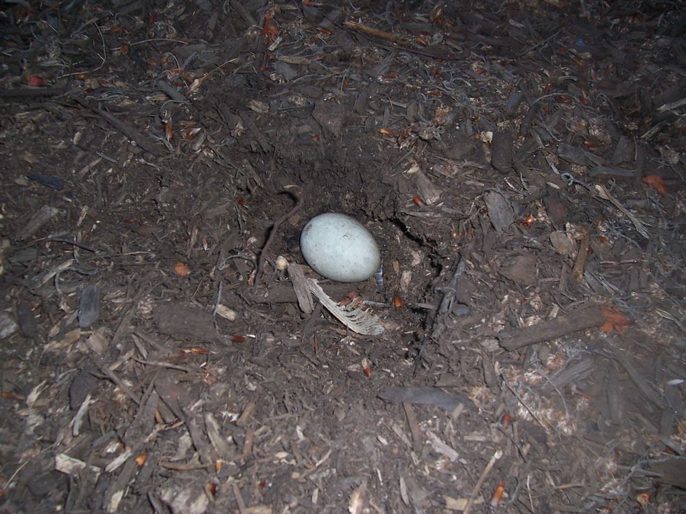 bird egg