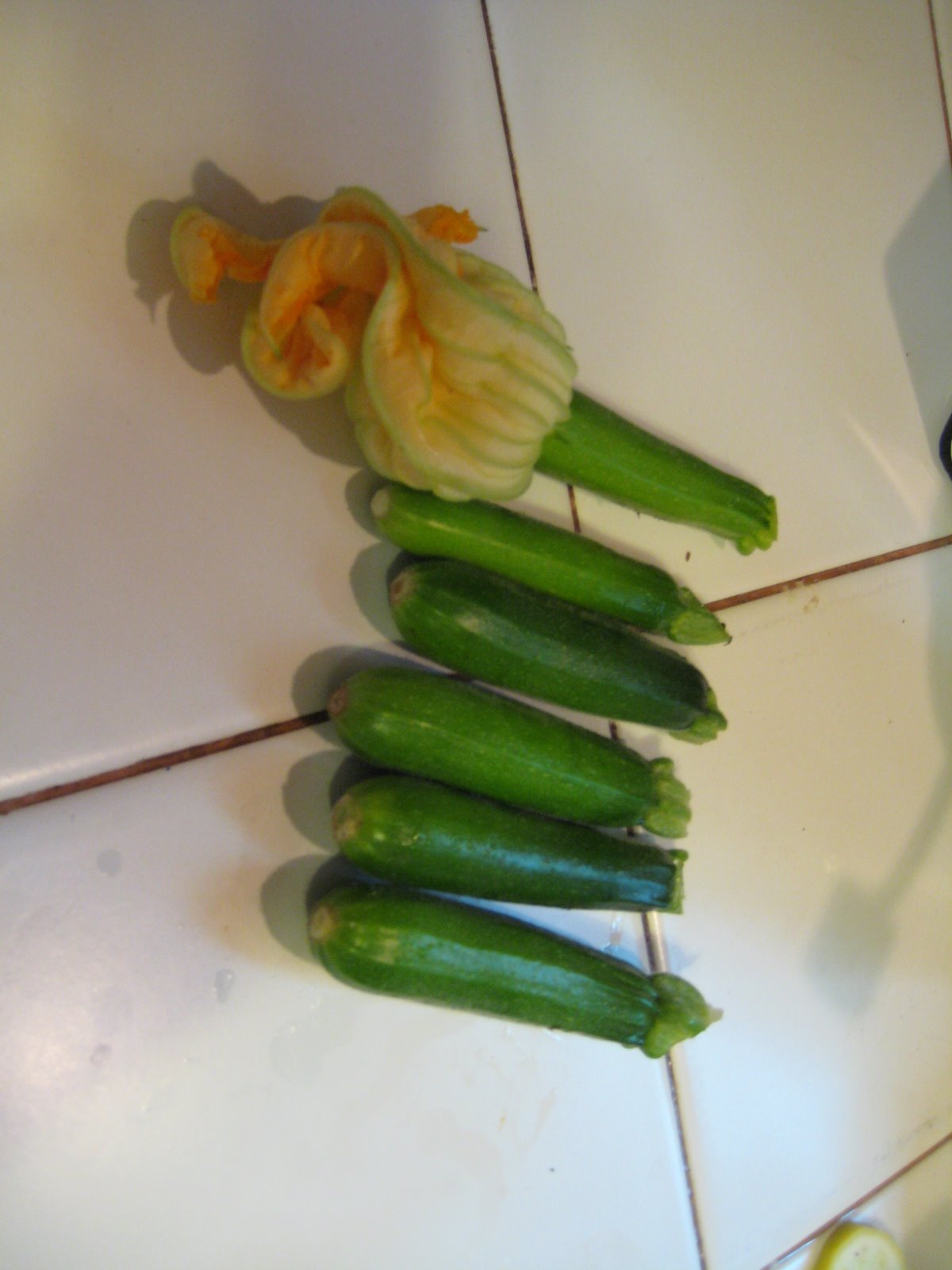 [zucchini+harvest+7-6.jpg]