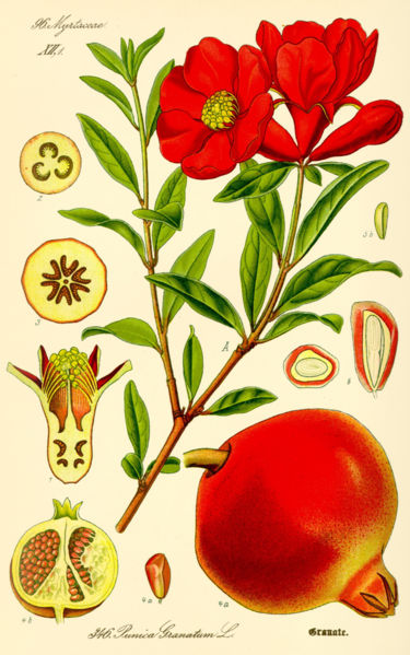 [pomegranate2.jpg]