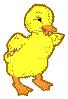 [duckling.gif]