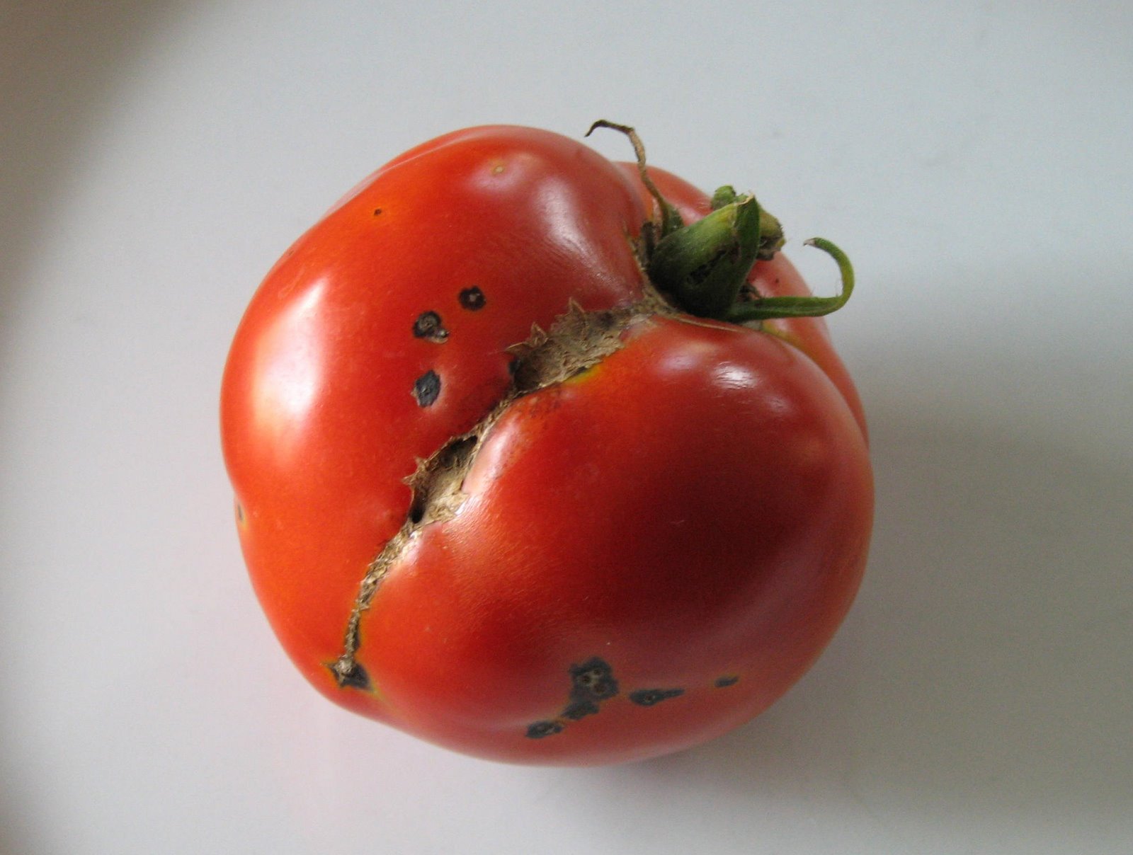 [first+tomato.JPG]