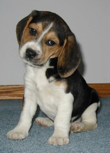 [beagle+pup.jpg]