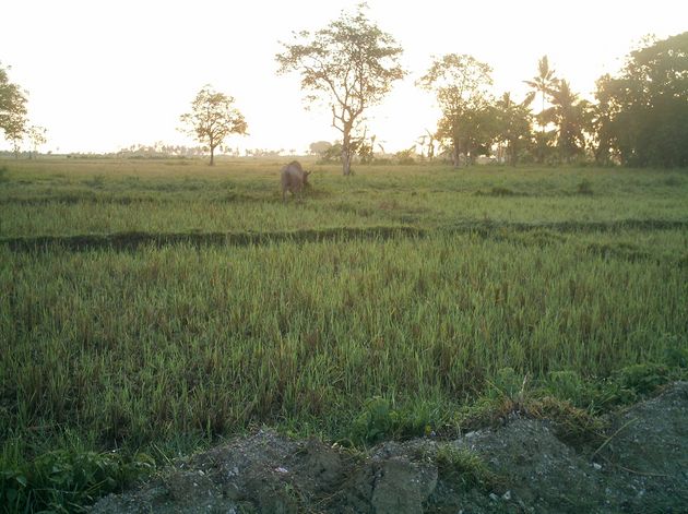 [sunrise-rice-fields.JPG]