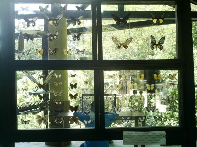 [Simply-Butterflies-Conservation-Center.JPG]