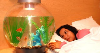 Travelodge goldfish hire therapy trial