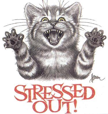 [stressed-cats-5341.jpg]