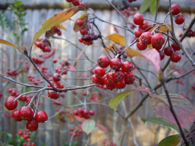 [himeji+gardens+-+red+berries.jpg]