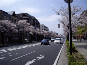[sakura+street.jpg]