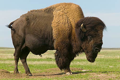[bison-standing.jpg]