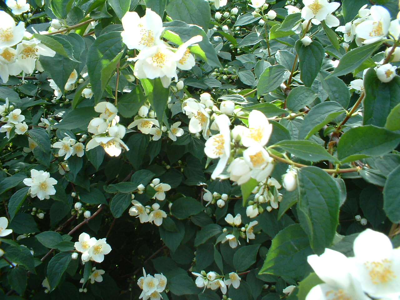Under ett gammalt, ihåligt päronträd finns liljelunden, där dagliljor och irisar blommar ikapp.
